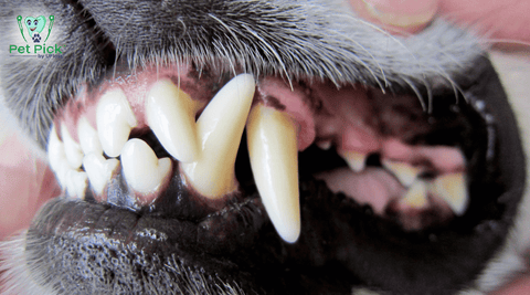 Closeup of dog's mouth showing teeth