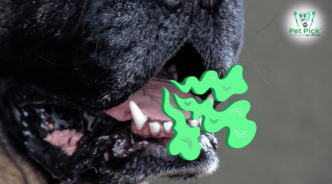 Closeup of large dog with green stink lines coming out of mouth to indicate bad breath