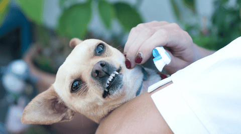 Chihuahua showing exposed teeth, being held by a woman holding a toothbrush