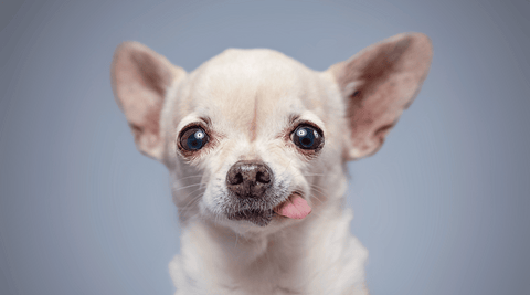 White chihuahua facing camera with tongue sticking out of closed mouth in a funny way