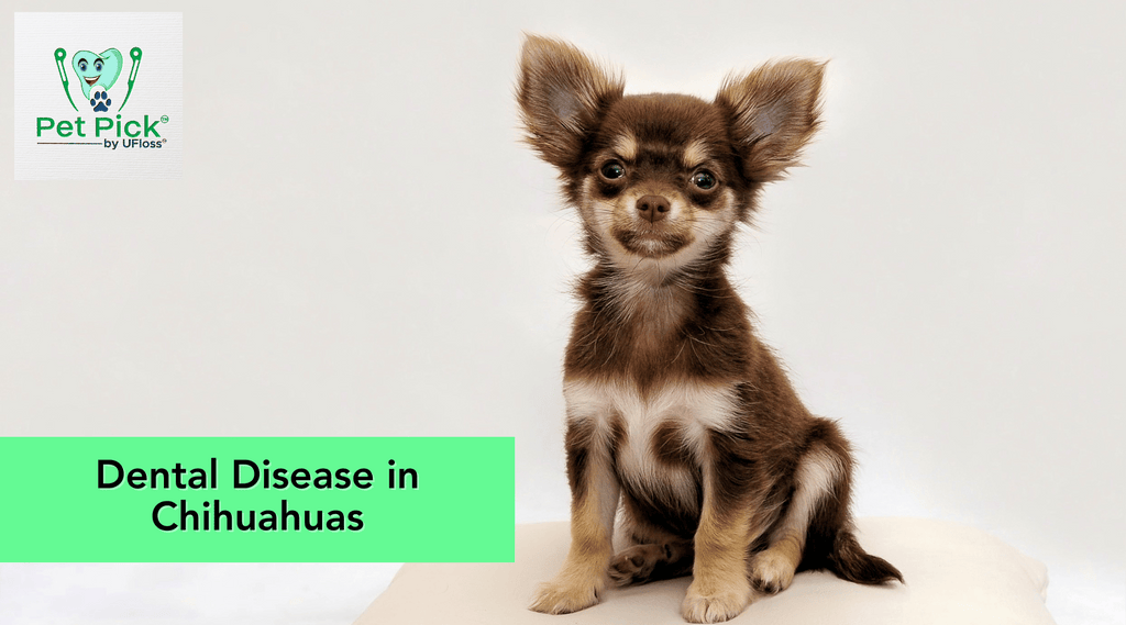 Brown and black Chihuahua puppy beside a green text box that reads, "Dental Disease in Chihuahuas"
