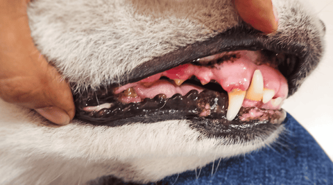 White dog with gums being pulled back to reveal rotting teeth and gum disease