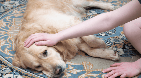 Golden Retriever laying on its side looking sick with a child petting its head