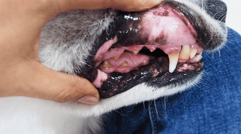 Small dog with gums being pulled back to show rotting teeth and gum disease