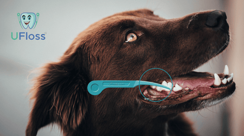 Chocolate lab looking happy and smiling showing healthy teeth and gums with product image of Pet Pick floss tool beside mouth