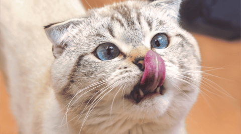 Cream colored cat with vibrant blue eyes cross-eyed as it looks at its tongue licking nose