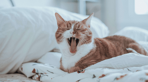 Orange and white cat yawning on bed with white sheets