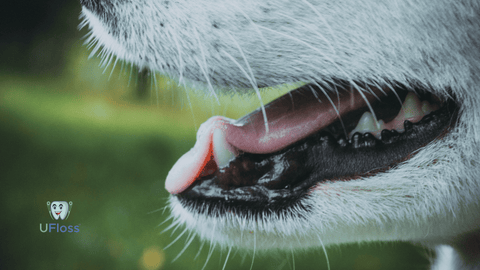 Closeup of a dog's mouth showing teeth and panting tongue