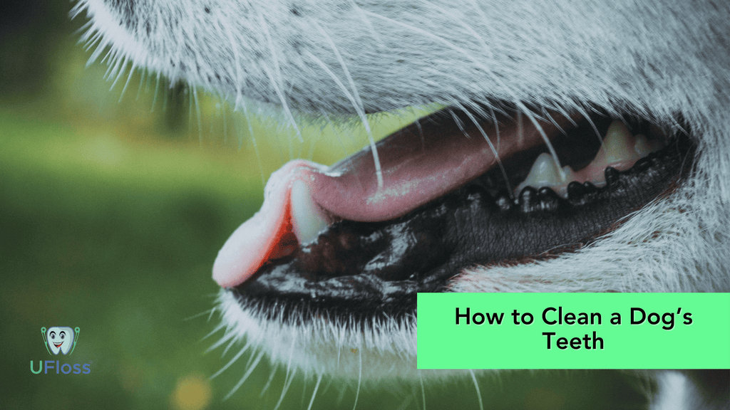 Closeup of a white or older dog's mouth, revealing teeth and tongue beside the words, "How to Clean a Dog's Teeth" in a green text box