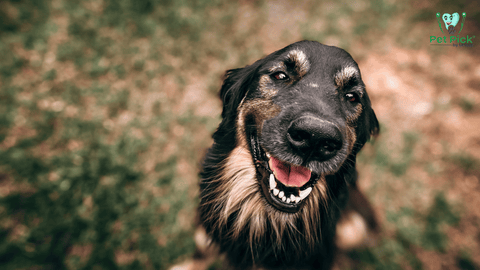 Dark colored dog smiling with Pet Pick by UFloss dental product logo in upper right corner