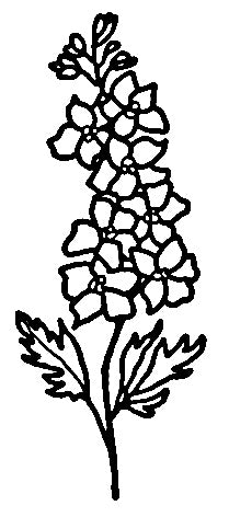 Larkspur Flower