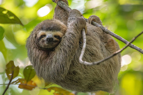 A sloth in Costa Rica