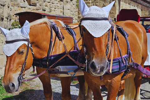 Horse carriage in Carcassonne France