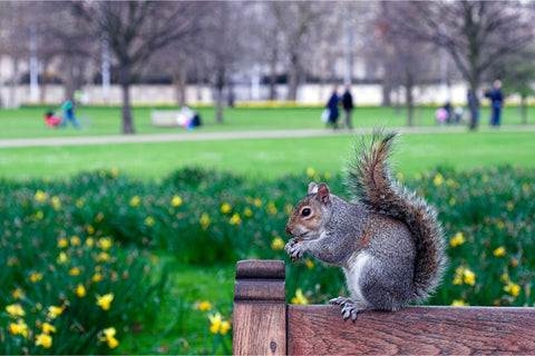 Squirrel in St James' Park in London