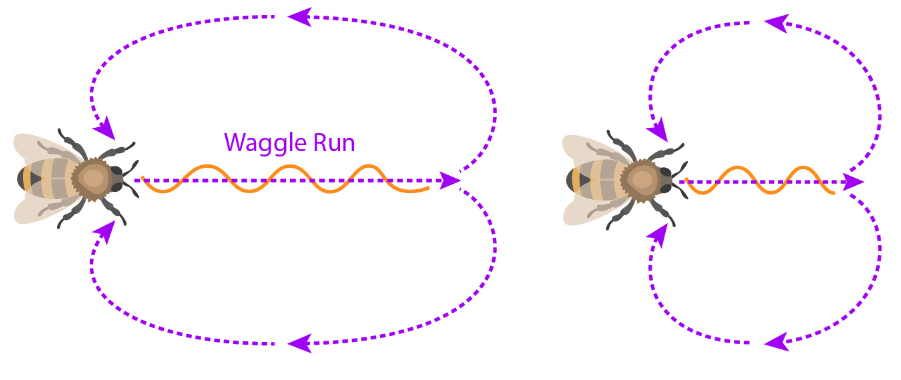 Bees Waggle run