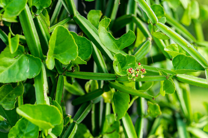 Hadjod or Cissus Quadrangularis:Top 5 Uses