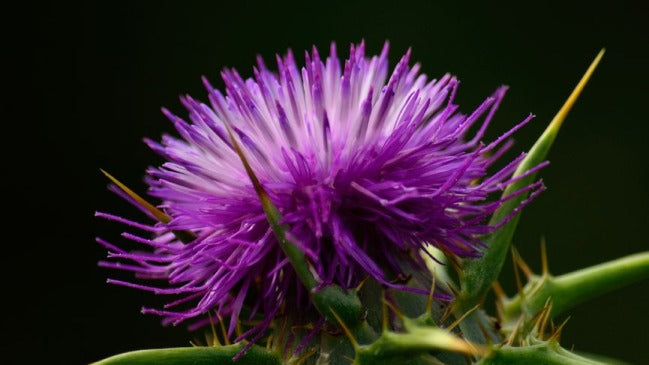 Role of milk thistle in liver cirrhosis