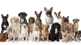 —Pngtree—more than 100 different dogs_3174643 1.png__PID:7494a362-6175-4510-bee3-3d1377beabd6