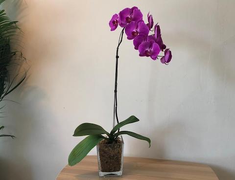 Phalaenopsis In A Pot 1 Stalk Bloom Room