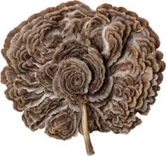 turkeytail organic mashrooms.png__PID:540d9c4c-0e25-47cd-b981-e4bafecd3f91