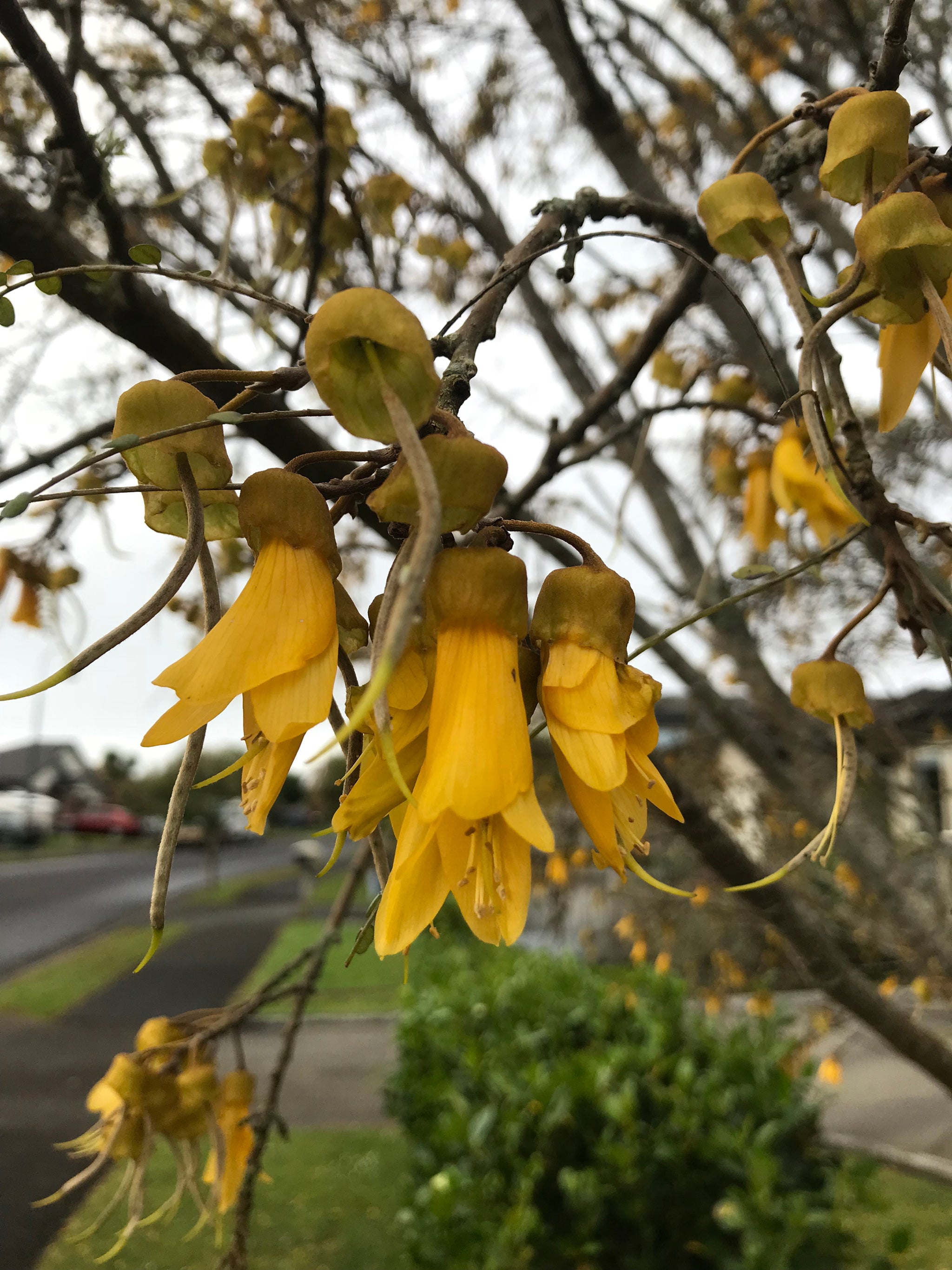 New Zealand Yellow Kowhai Flowers