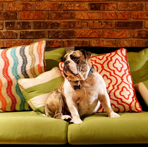 Bulldog on sofa by Matt Odell