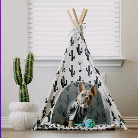 Frenchie in his house