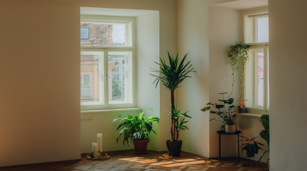 Ein gemütliches Studio mit Pflanzen