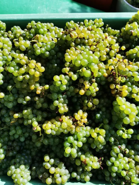 grapes freshly harvest