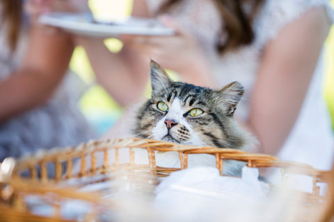 cat peeking over a basket to see what the humans are eating 