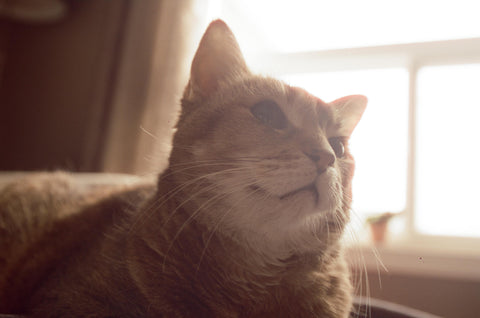 ginger cat lying in the run looking away