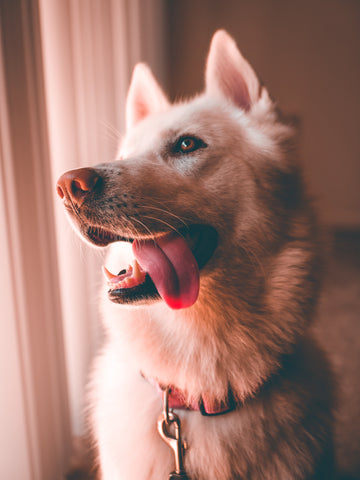 white German Shepard looking out a window with tongue hanging our and ears pointed up.