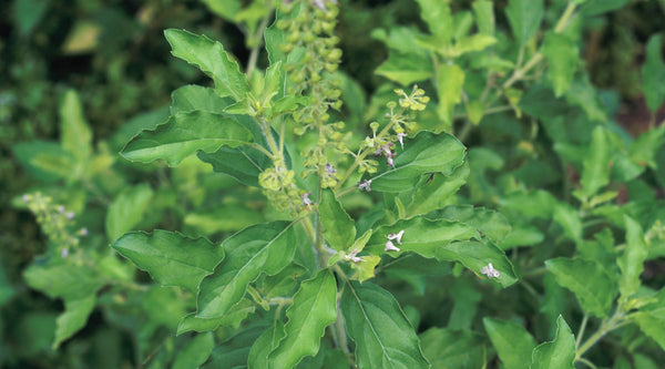 Holy basil plant