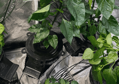 Picture of HydroBucket Plant Growing