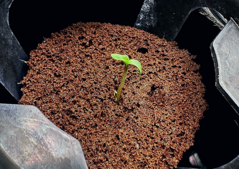 Seeds beginning to sprout in a hydroponic environment