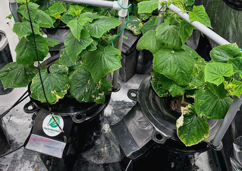 Hydroponic garden with mature plants