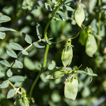 LENTIL EXTRACT