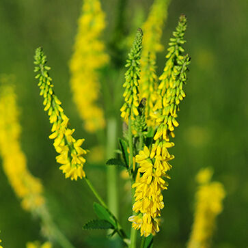 Sweet Clover Extract