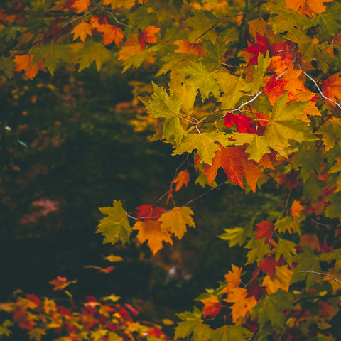 Fall leaves on a branch turning from green to yellow-orange and red. Photo by Evgeni Evgeniev, Unsplash.