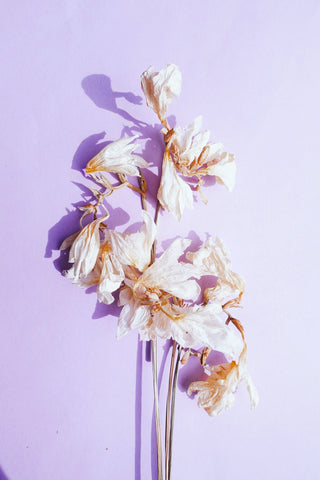 Wilted wildflower petals agains a light purple background. Photo by Kokokara.