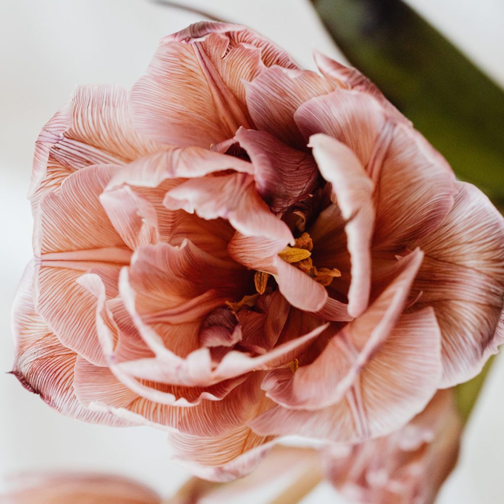 View inside of an opening flower with striped petals of pink, white, and deep red.