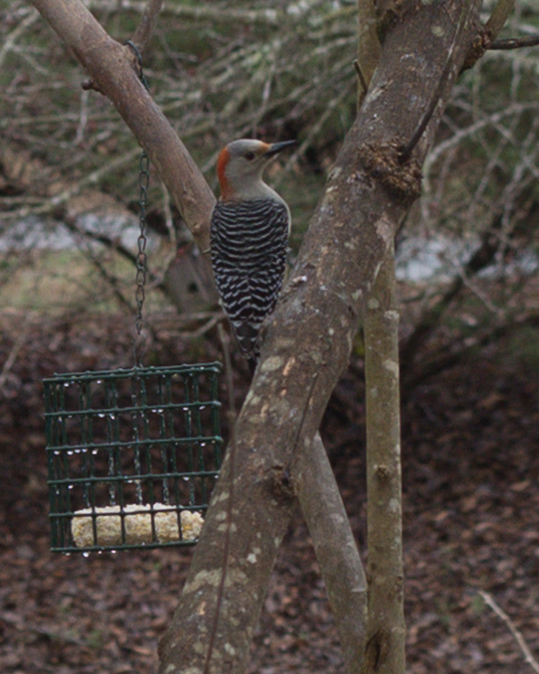 Red-bellied Woodpecker