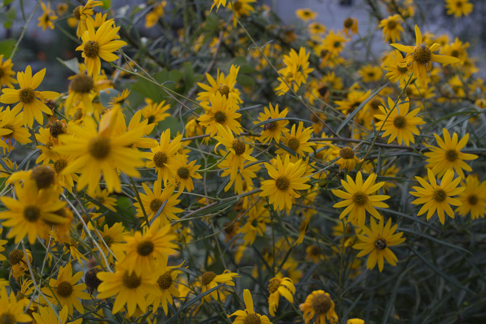 swamp sunflowers