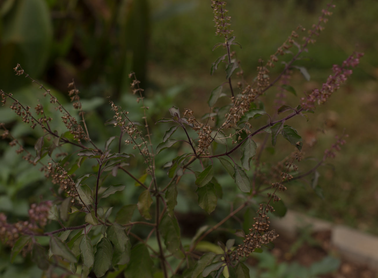 Tulsi Basil