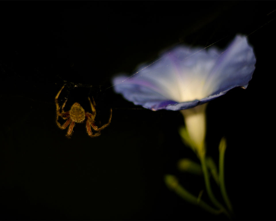 Spider Blossom _simon hunt photography