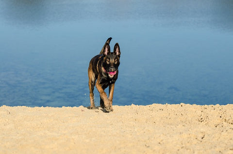 Deuil chien Amour éternel