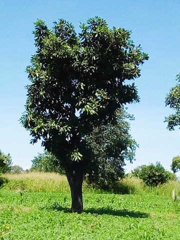 Vitellaria Nilotica or Shea Butter tree