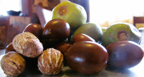 Kernel, Nuts and Fruits of the Nilotica Shea Butter tree