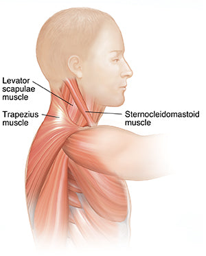 muscles in the throat