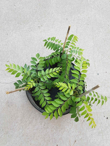 A curry plant in a black pot